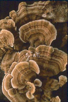 fungi