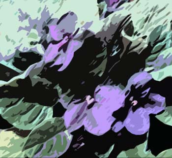 VIOLET1