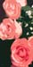 ROSES2A