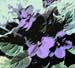 VIOLET1