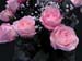 roses4b